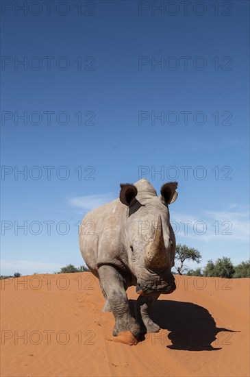 White rhinoceros