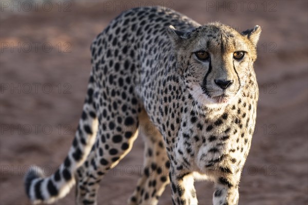 Cheetah