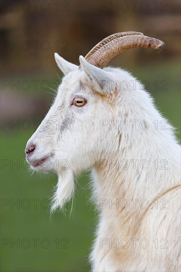 White domestic goat