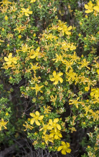 St. Johns wort