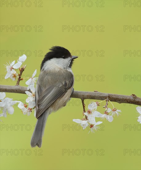 Willow Tit