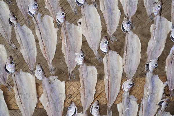 Fish drying