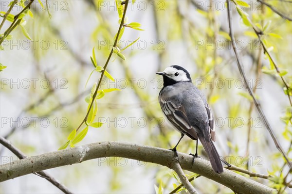 White wagtail