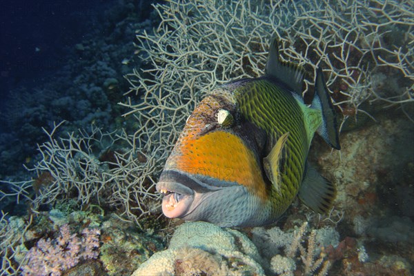 Portrait of titan triggerfish