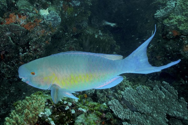 Nose hump parrotfish