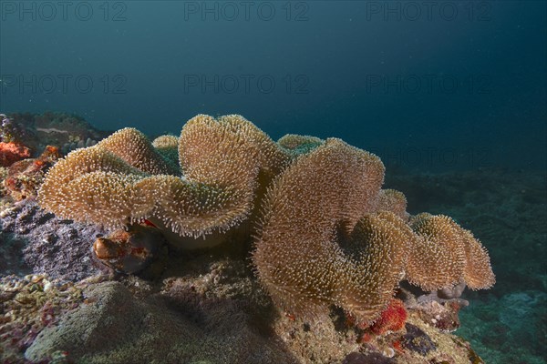 Mushroom leather coral