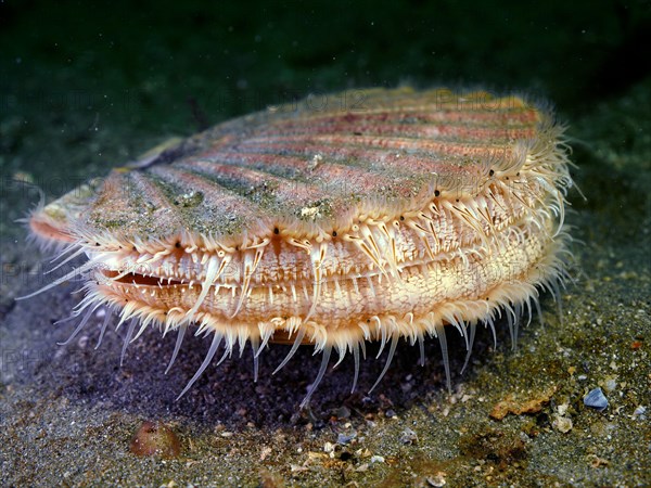 Scallop