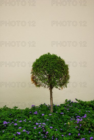 Green young cedar tree in nature