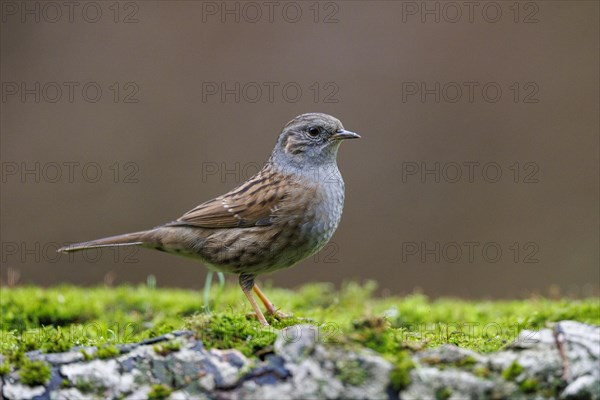 Dunnock