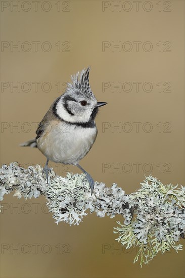 Crested tit