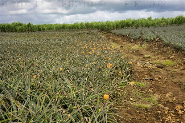 Pineapple plantation with ripe fruit