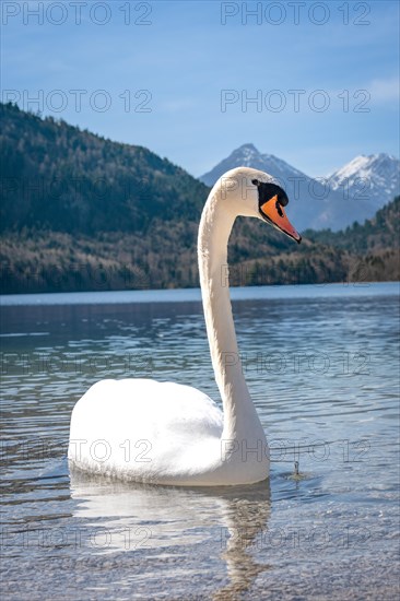 Swan on Alpsee with alpine panorama