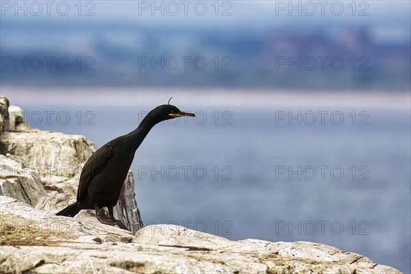 Common shag