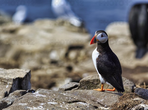 Puffin