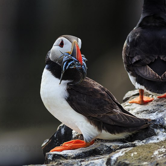 Puffin