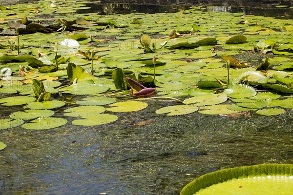 Pond with lotus