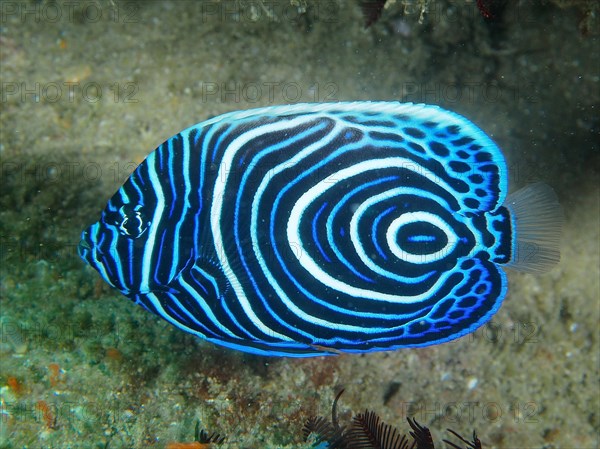 Juvenile Emperor Angelfish