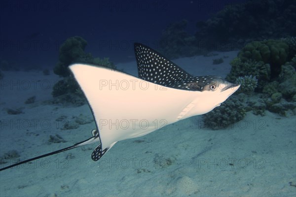 Spotted eagle ray