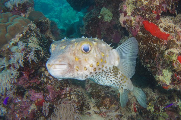 Spotbase burrfish