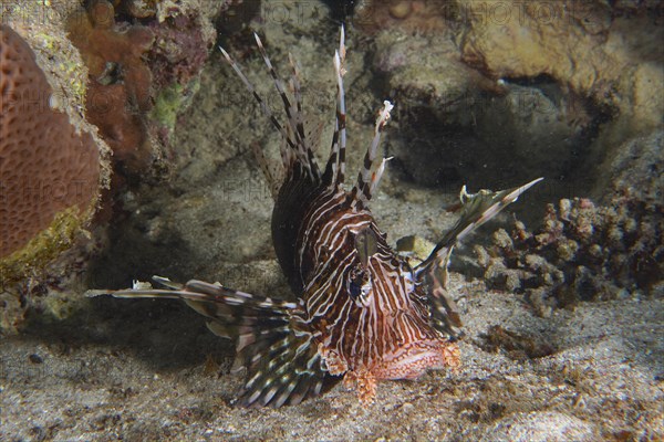 Portrait of common lionfish