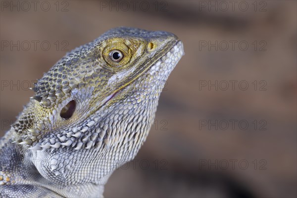 Bearded Dragon