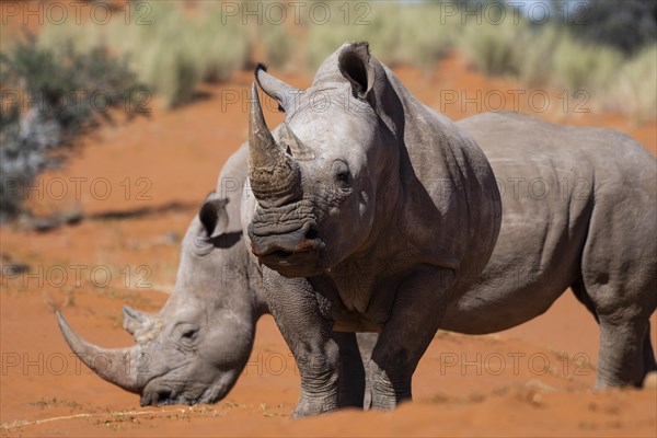 2 white rhinoceroses