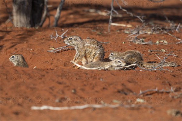 African bristle squirrel