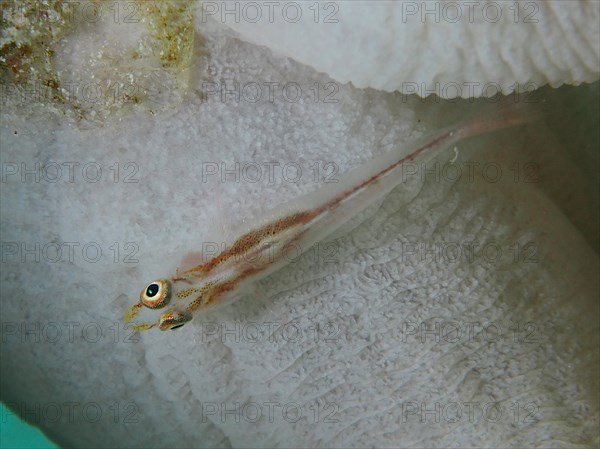 Mozambique toothy goby