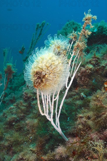 Colony of translucent sea squirt