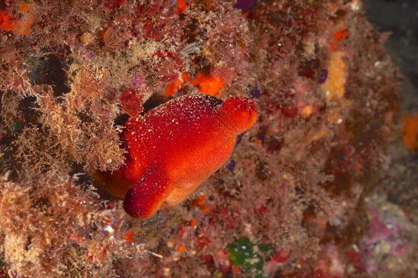 Red sea squirt