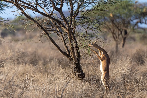 Gerenuk