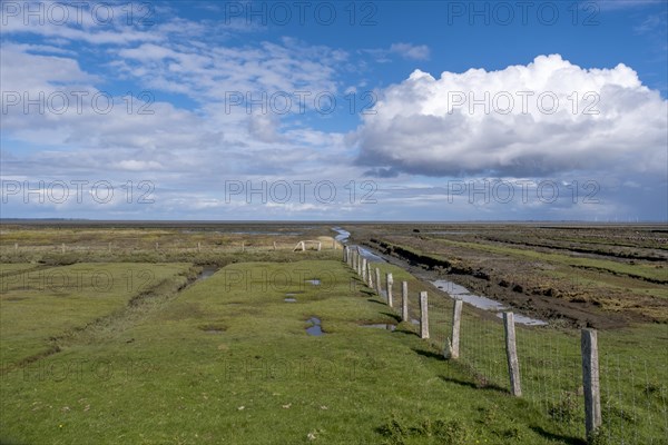 Salt marshes