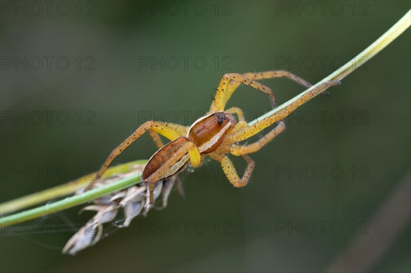 Raft spider