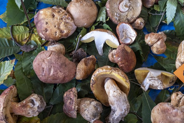 Porcini mushrooms