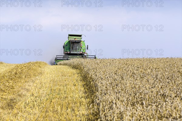 Grain harvest