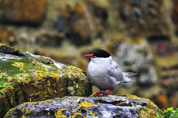 Arctic tern