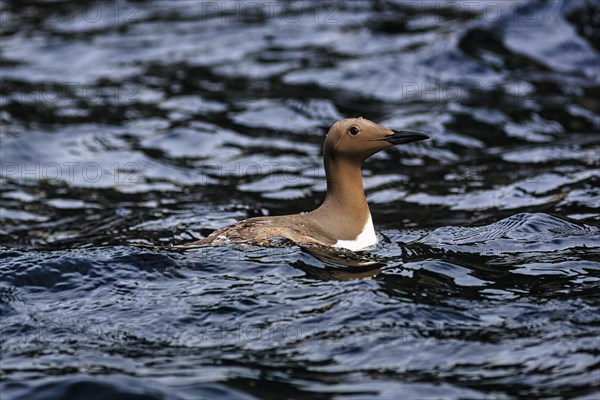 Common Guillemot