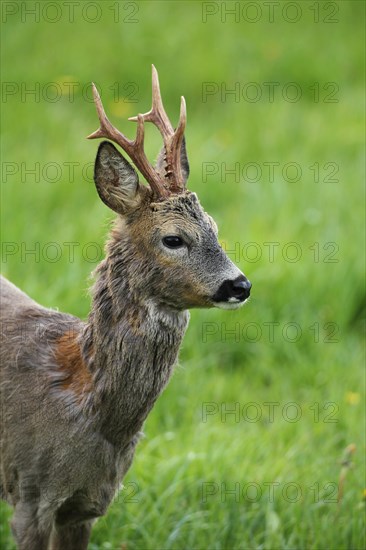 Roe deer