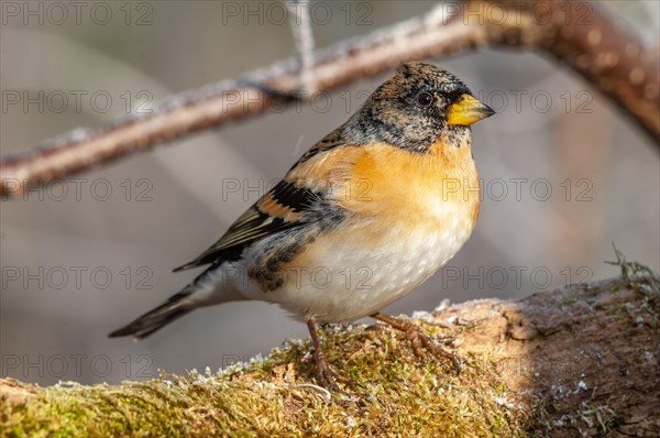 Brambling