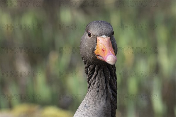 Greylag goose