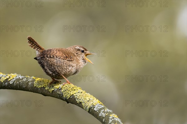 Eurasian wren