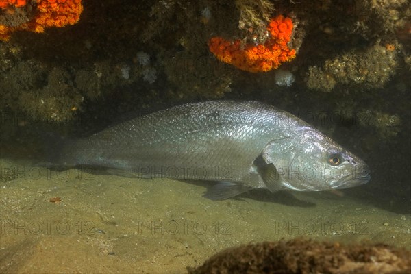 Japanese eagle fish