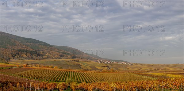 Colourful vineyards in autumn