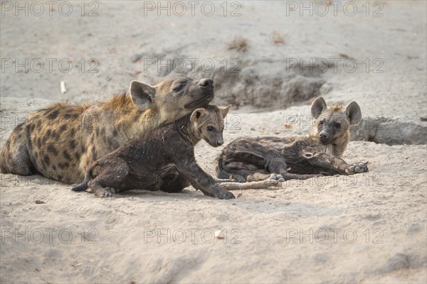 Spotted Hyena