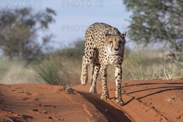 Cheetah