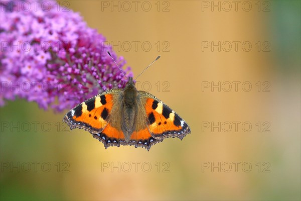 Small tortoiseshell