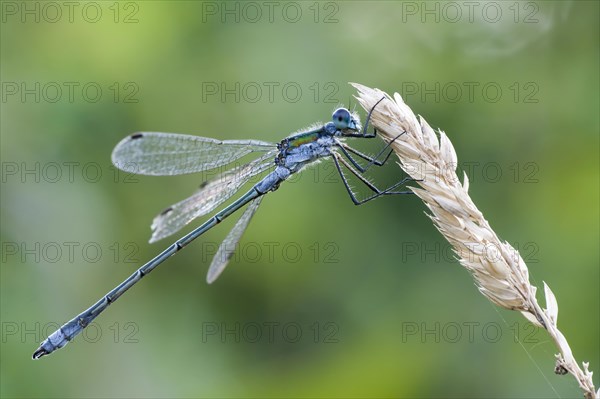 Emerald damselfly