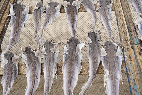 Fish drying