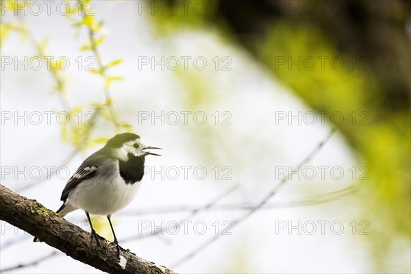 White wagtail