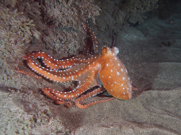 White spotted octopus